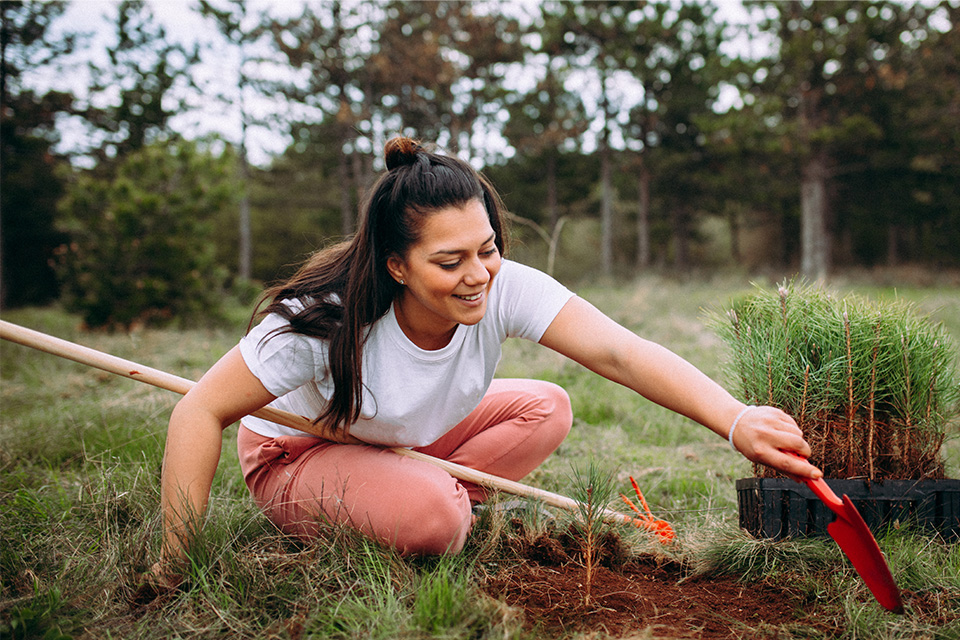 Jovem rapariga a plantar pinheiros jovens